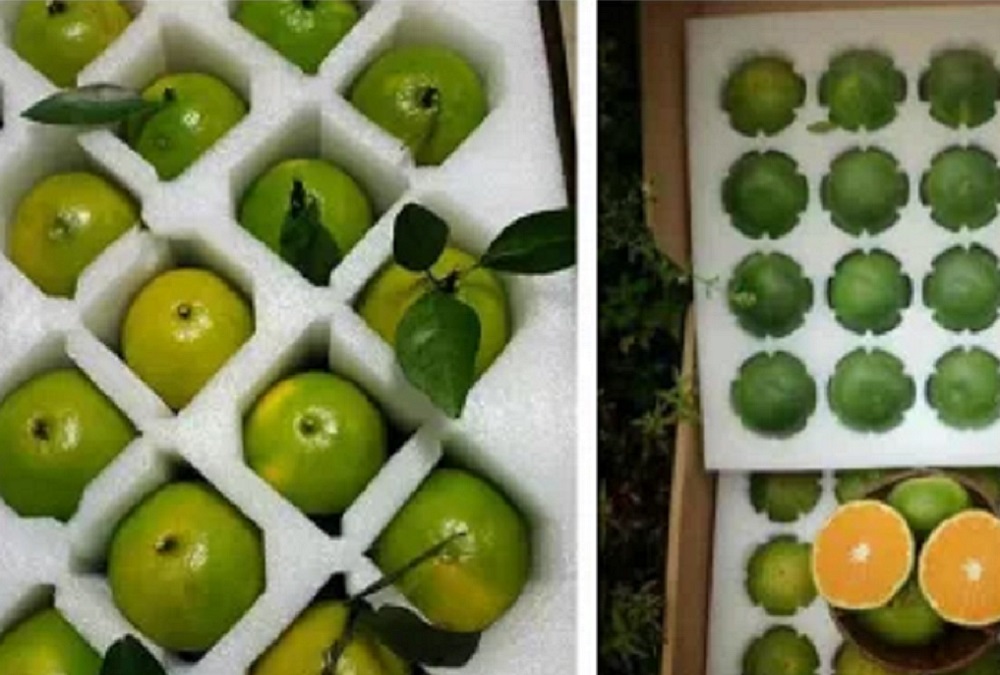 廠家直銷各種EPE珍珠棉泡沫、產(chǎn)品包裝泡沫、水果包裝泡沫等包裝盒內(nèi)襯